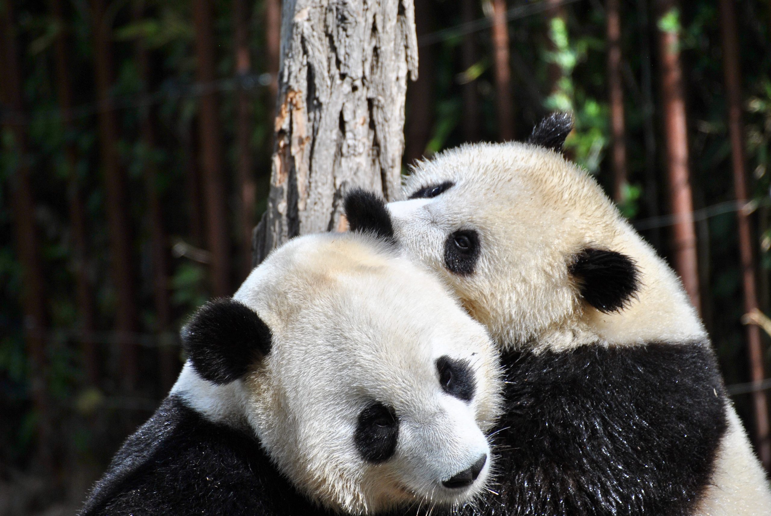 Panda-syndroom: wanneer seks buiten de boot valt in een relatie